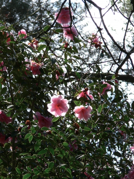 Bois des Moutiers (24) Avril 2012